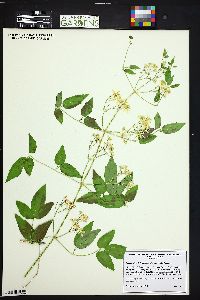 Clematis ligusticifolia image