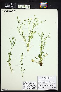 Ranunculus sceleratus image