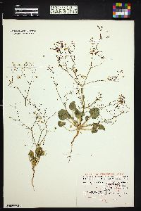 Stenogonum flexum image