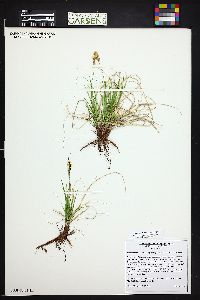 Carex inops subsp. heliophila image