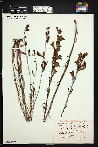 Penstemon strictus image