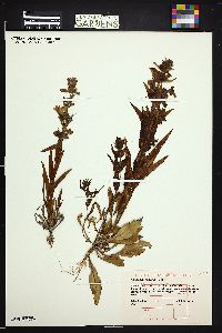 Penstemon albidus image