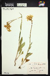 Senecio integerrimus image