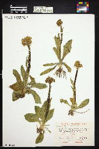 Senecio integerrimus image