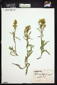 Solidago simplex var. simplex image