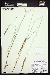 Calamagrostis stricta image