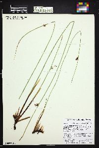 Juncus balticus subsp. balticus image