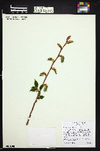 Corylus cornuta image