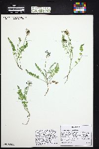 Astragalus alpinus image