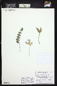 Astragalus shortianus image