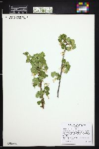 Ribes cereum image