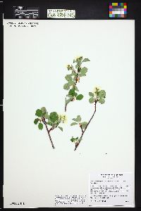 Amelanchier alnifolia image