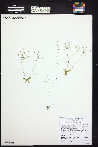 Androsace occidentalis image