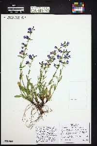 Penstemon virens image