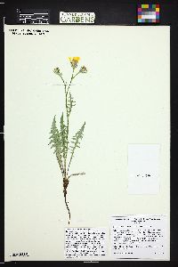 Crepis occidentalis image