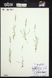 Plantago patagonica image