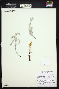 Orobanche fasciculata image