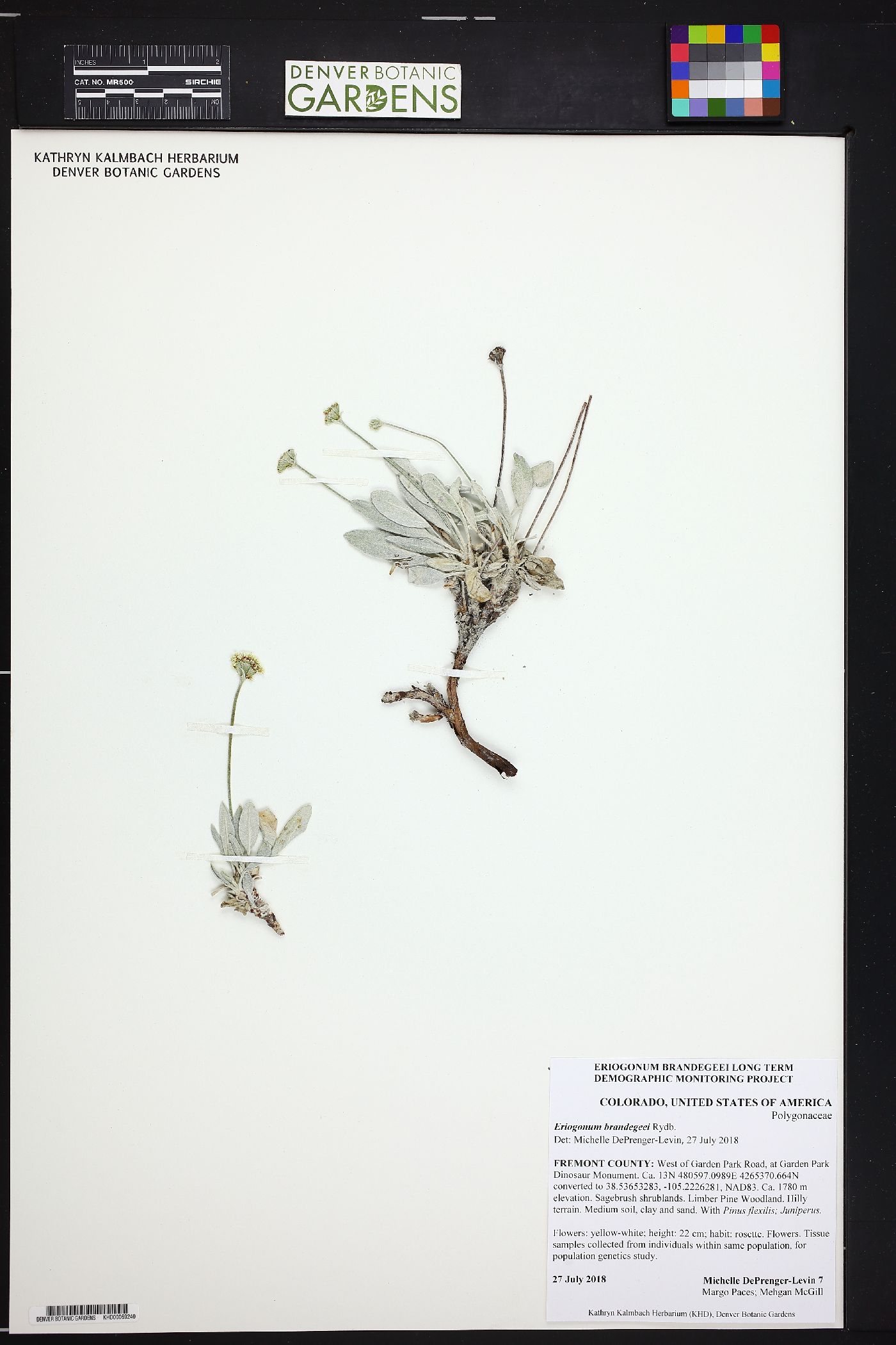Eriogonum brandegeei image