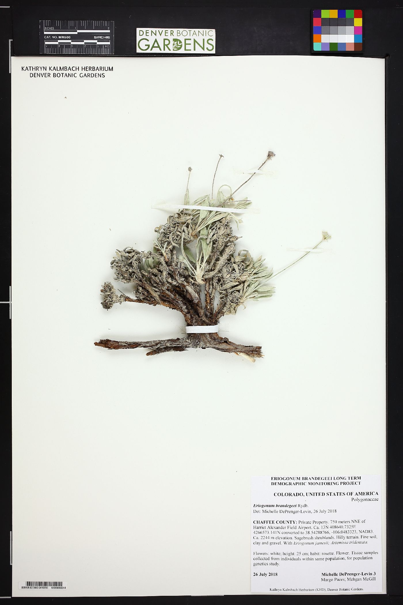 Eriogonum brandegeei image