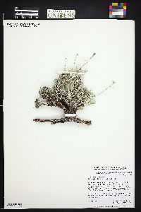 Eriogonum brandegeei image