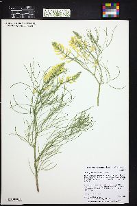 Astragalus pectinatus image