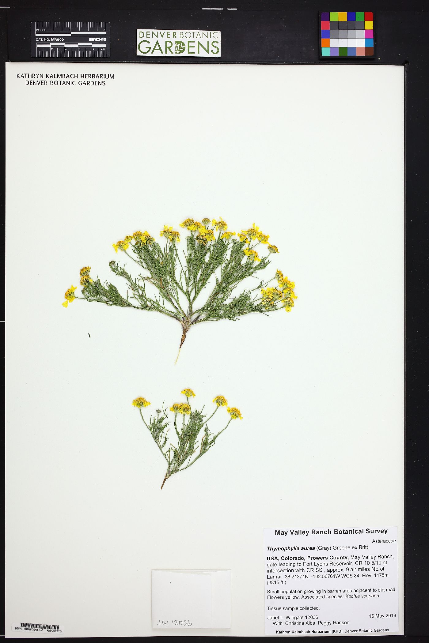 Thymophylla aurea image