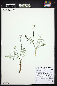 Lomatium orientale image