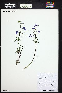 Delphinium nuttallianum image