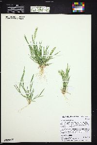 Hordeum pusillum image