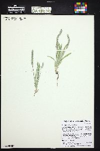 Plantago patagonica image