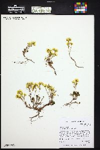 Sedum lanceolatum image