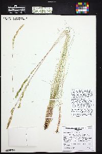 Festuca idahoensis image