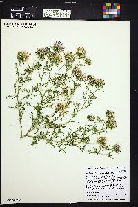 Machaeranthera tanacetifolia image