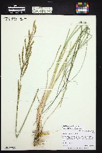 Spartina pectinata image