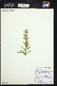 Penstemon albidus image