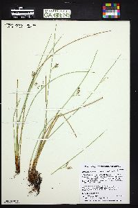 Juncus balticus subsp. balticus image