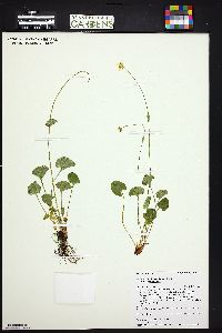 Parnassia fimbriata image