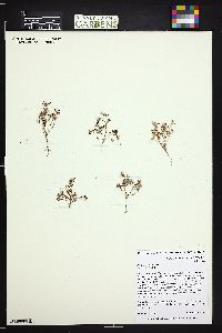 Portulaca halimoides image
