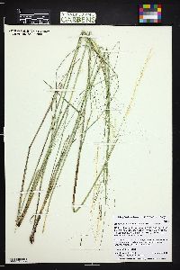 Hesperostipa comata image