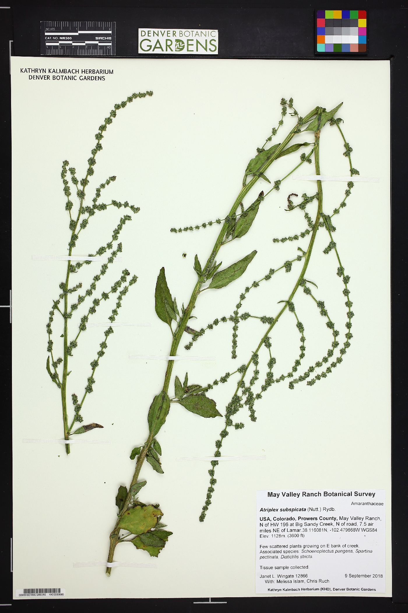 Atriplex subspicata image