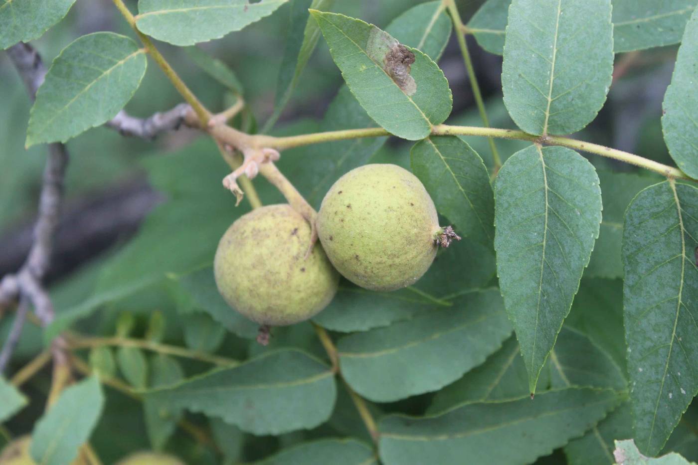 Juglans major var. major image