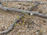 Lepidium lasiocarpum image