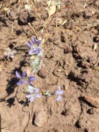 Eriastrum eremicum var. yageri image