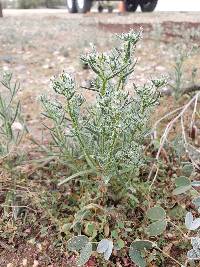 Cryptantha maritima image