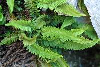 Polystichum kruckebergii image