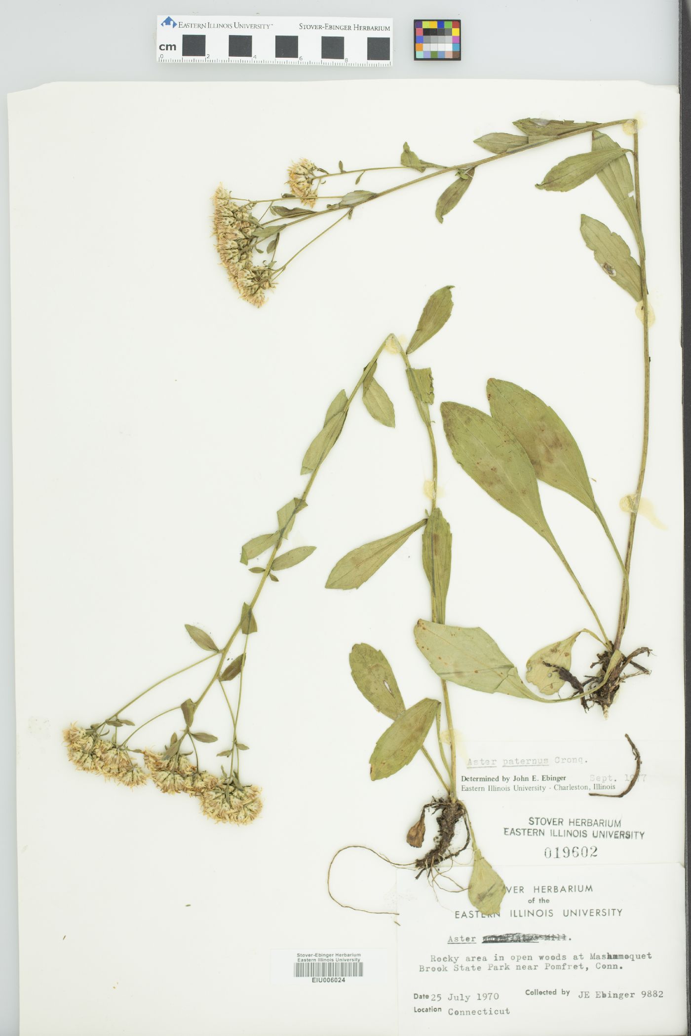 Sericocarpus asteroides image