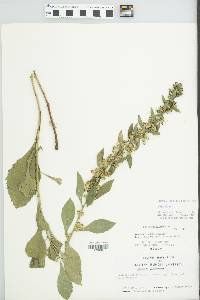 Solidago bicolor image