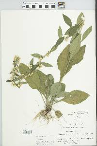 Solidago bicolor image