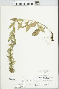 Solidago bicolor image