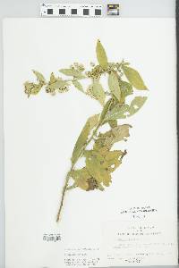 Solidago buckleyi image